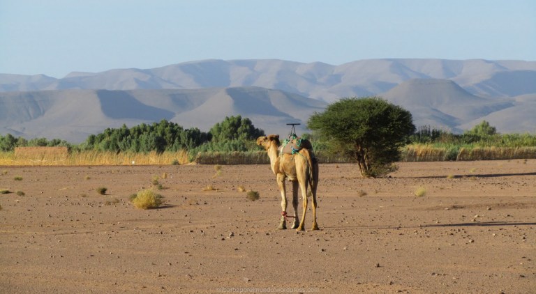 Dromedario con trabas en el Sáhara Dromedario con trabas en el Sáhara