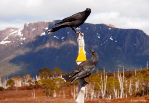 Currawong - Overland Track (Tasmania)