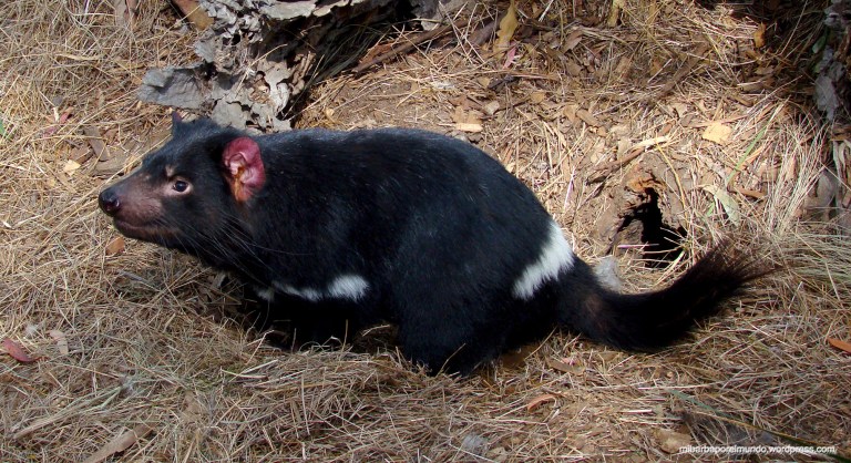 Demonio de Tasmania - Tasmania