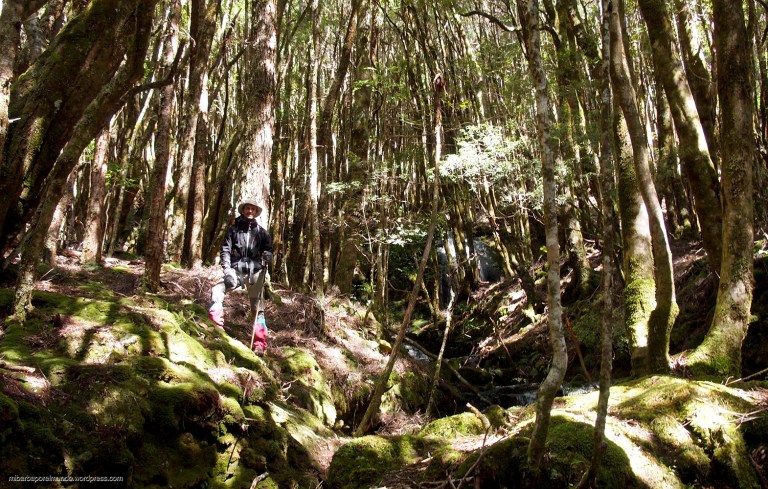 Rainforest - Overland Track (Tasmania)