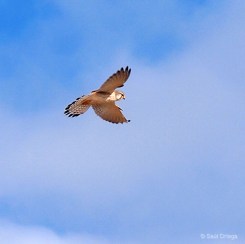 Halcón - Maslin Beach (Australia)