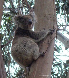 Koala en eucalipto - Kangaroo Island (Australia)