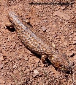 Lagarto de lengua azul (Bobtail) - Outback (Australia)