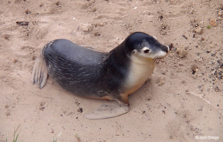 León Marino Australiano - Seal Bay (Australia)