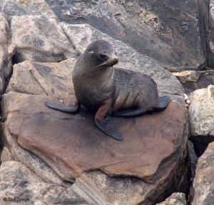 New Zealand fur-seal - Kangaroo Island (Australia)