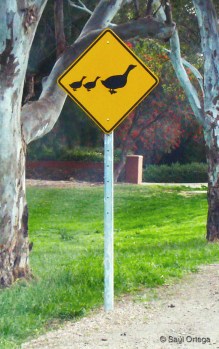 Señal de Gansos sueltos - Adelaida (Australia)