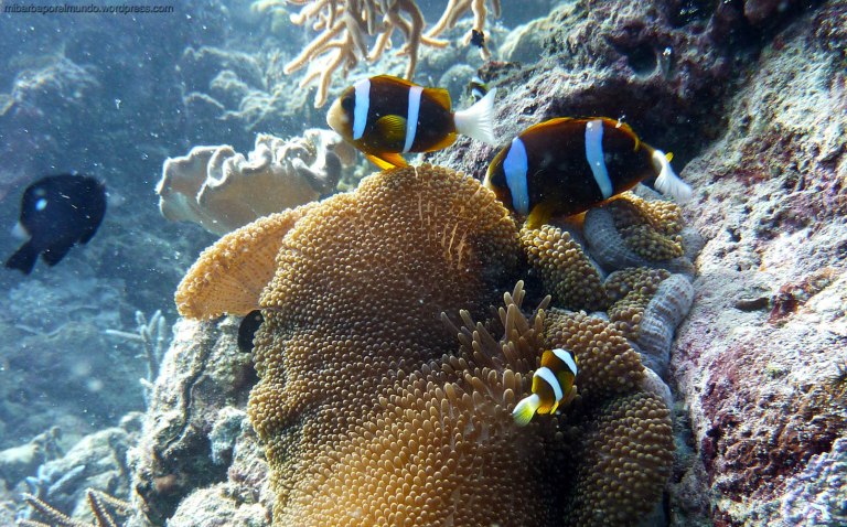 Anémona y Payasos - Great Barrier Reef (Australia)