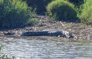 Cocodrilo de Estuario - Daintree (Australia)