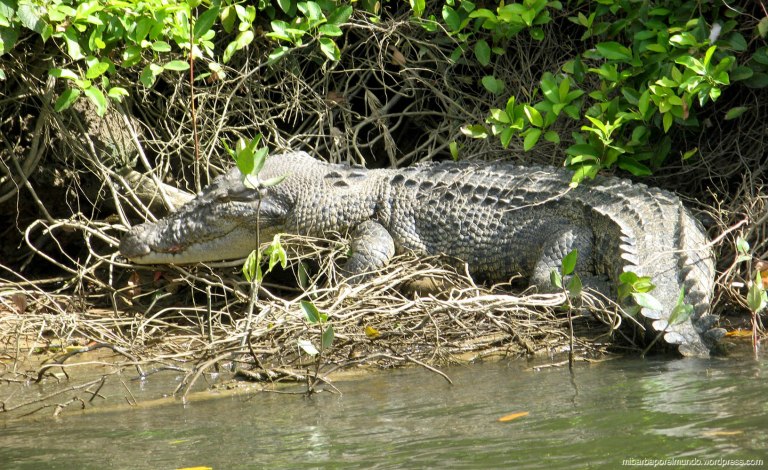 Cocodrilo de estuario - Daintree (Australia)