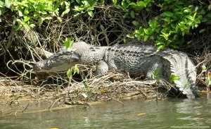 Cocodrilo de estuario - Daintree (Australia)