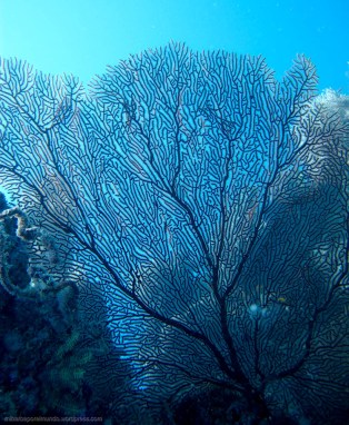 Gorgonia - Great Barrier Reef (Australia)