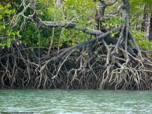 Manglar - Daintree National Park (Australia)