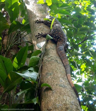 Varano - Daintree (Australia)