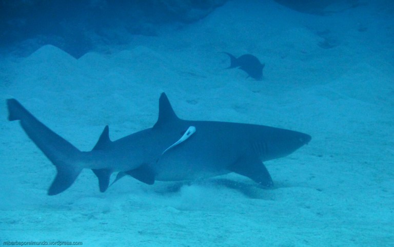 White fin Shark - Great Barrier Reef (Australia)