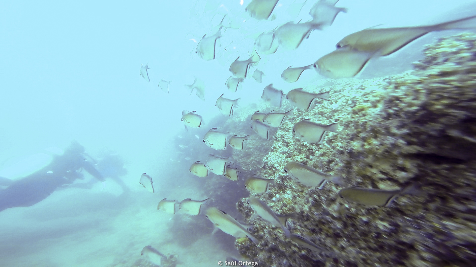 Cardúmen de peces - Tofo (Mozambique)
