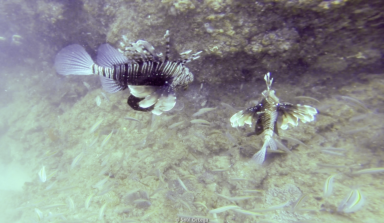 Peces león - Tofo (Mozambique)