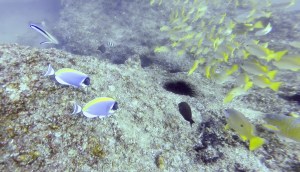 Fauna marina en Tofo (Mozambique)