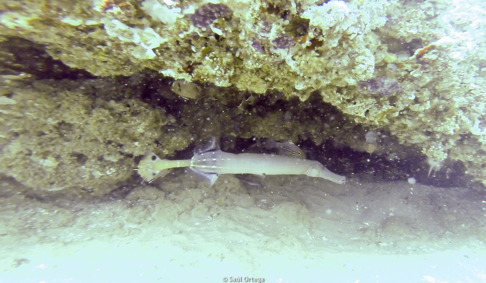 Pez flauta - Tofo (Mozambique)