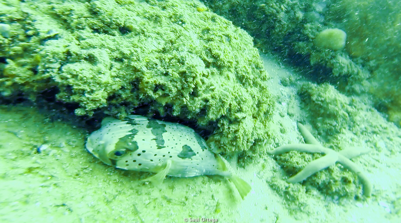 Pez globo - Tofo (Mozambique)