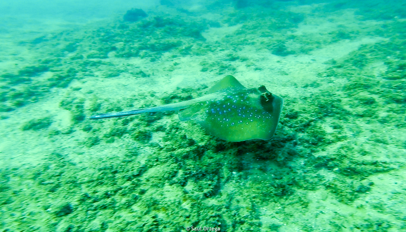 Raya en Tofo (Mozambique)
