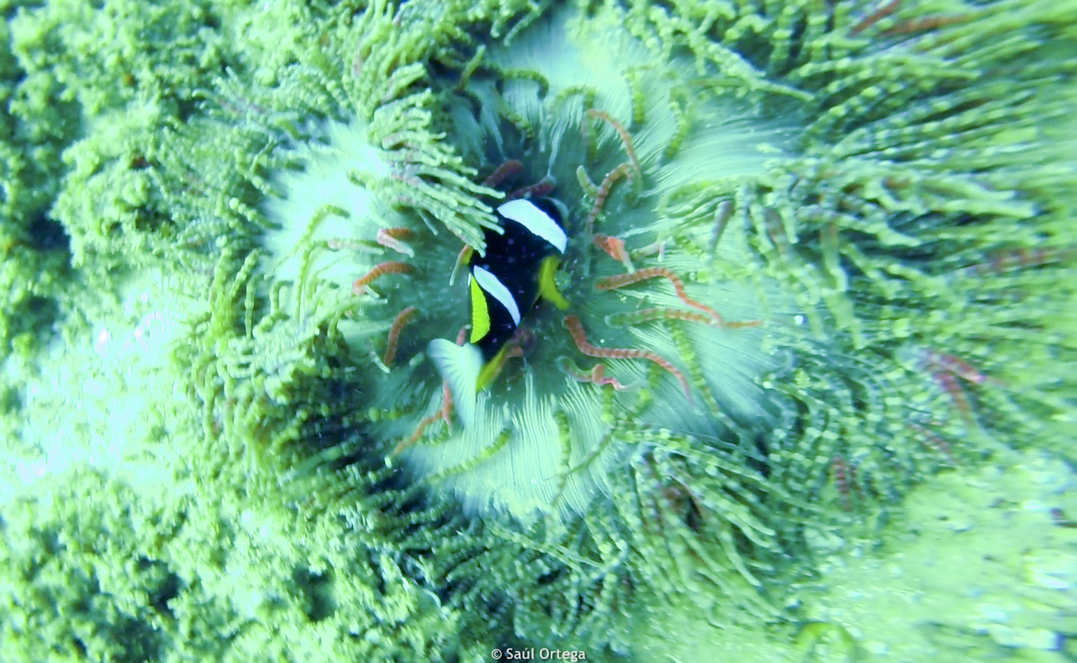 Pez payaso y su anémona - Tofo (Mozambique)