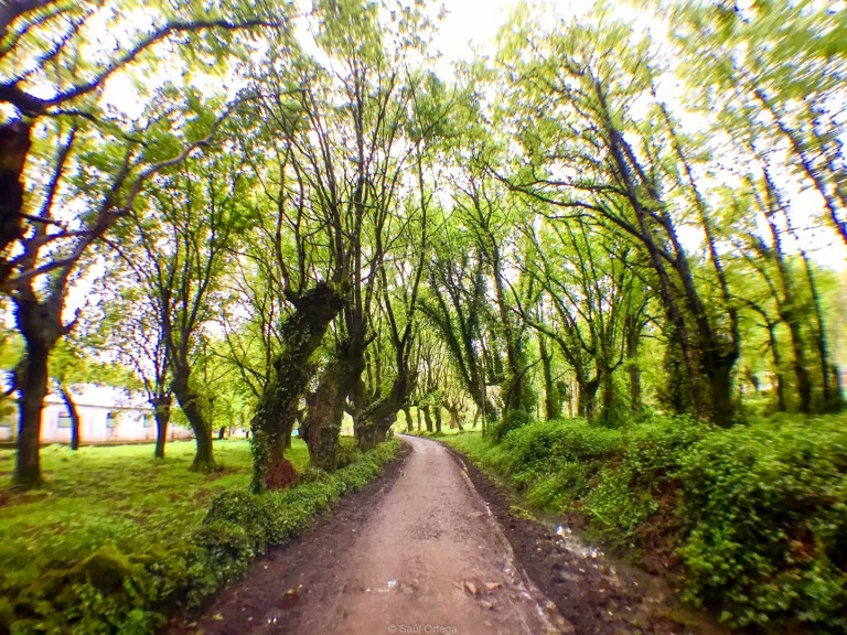 Camino de Santiago