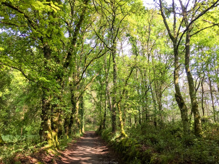 El camino de santiago con sol