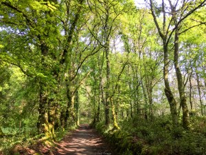 El camino de santiago con sol