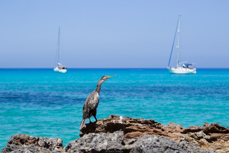 Un cormorán descansa en Cala Saona (Formentera)