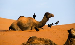Dromedarios en el Sahara Dromedarios en el Sahara