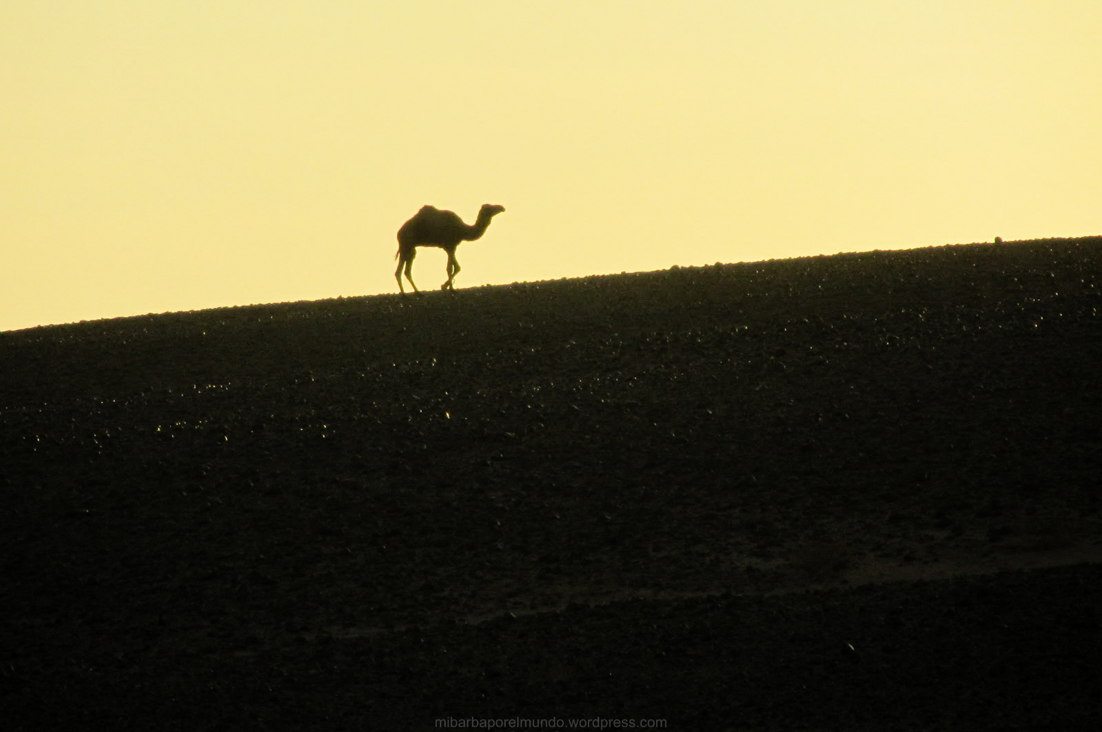 Dromedario en el Sáhara