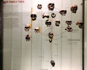 Árbol genealógico del Homo Sapiens - Museo de Historia Natural - Nueva York