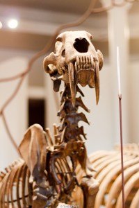 Dientes de sable en el Museo de Historia Natural - Nueva York