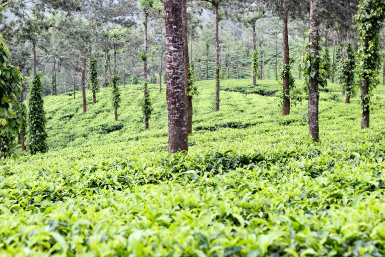 Plantación de té negro - Thekkady - Kerala