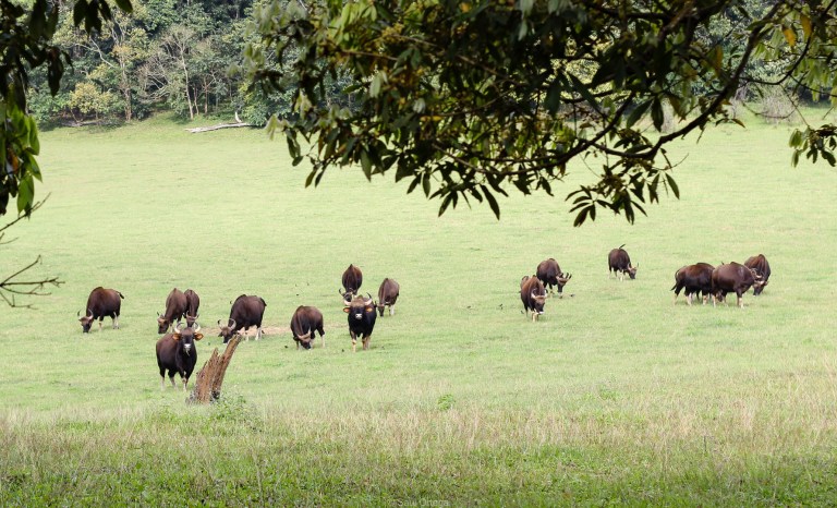 Búfalos indios en el parque nacional Periyar - Kerala - India